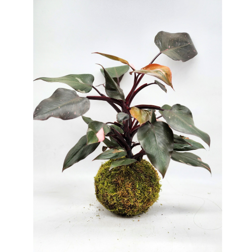 philodendron