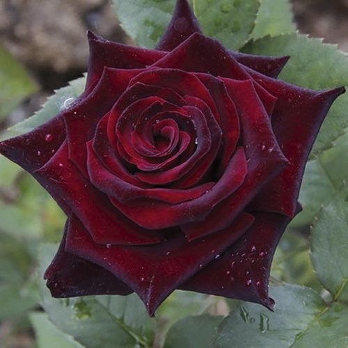 black-baccara-