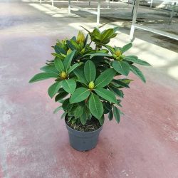 pianta-rododendro-rhodoendron