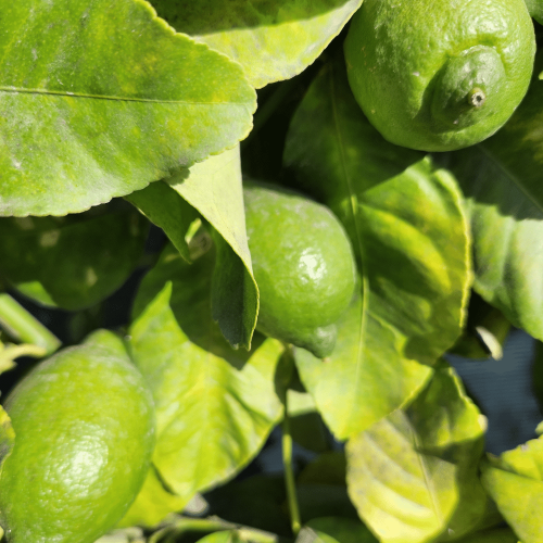 limone rampicante