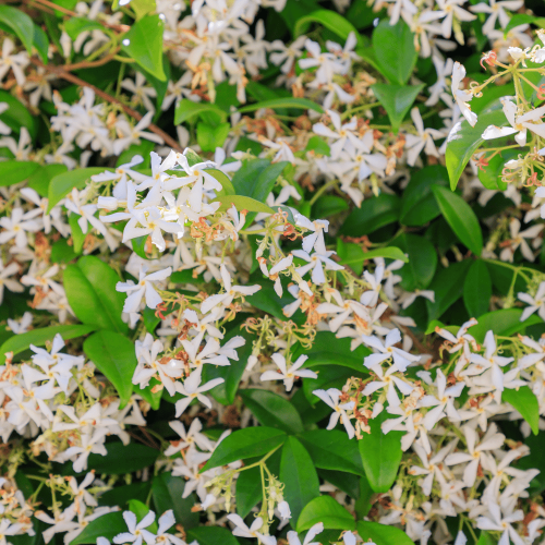 rincospermum