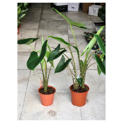 alocasia zebrina