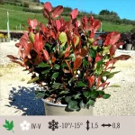 Photinia red robin nana