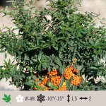 Pyracantha Nana