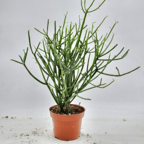 euphorbia tirucalli