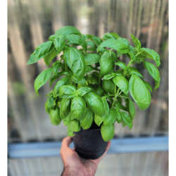 basilico genovese