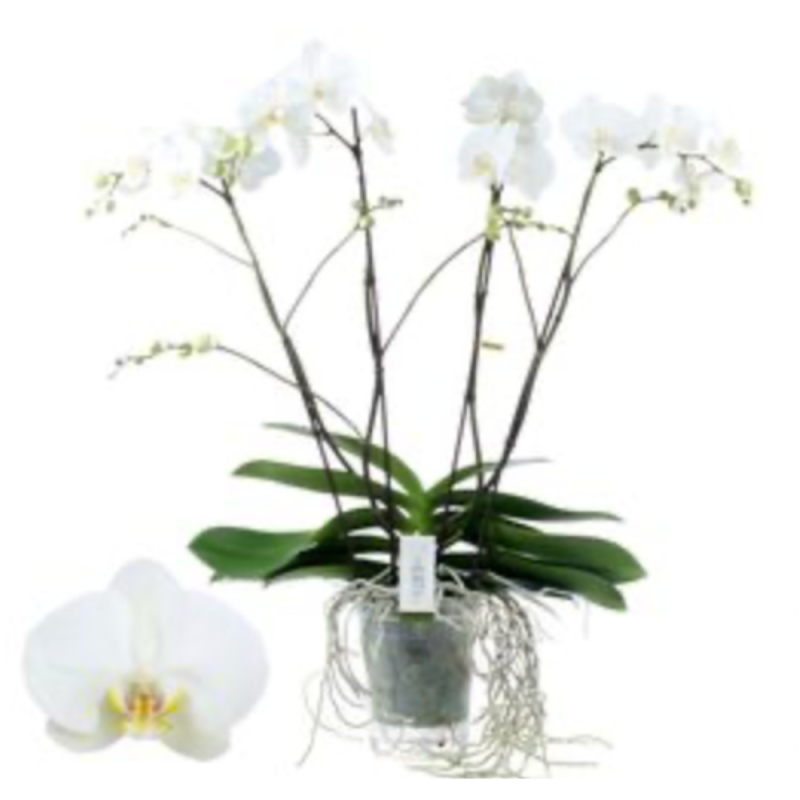 orhidea regalo