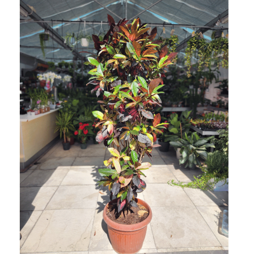 croton mrs iceton