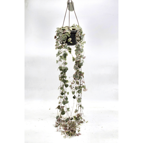 ceropegia