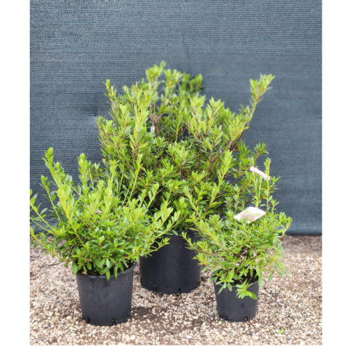 azalea japonica