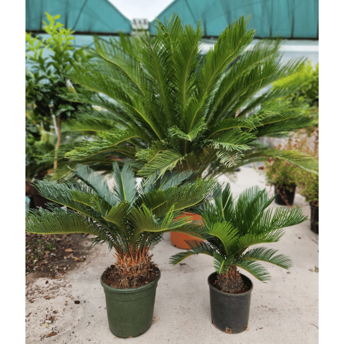 cycas revoluta