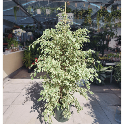 ficus variegato