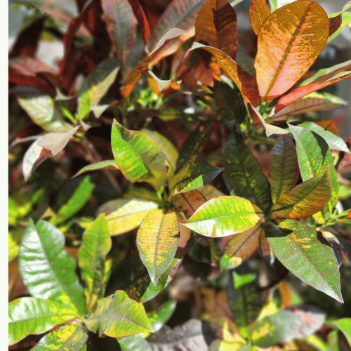 croton foglia