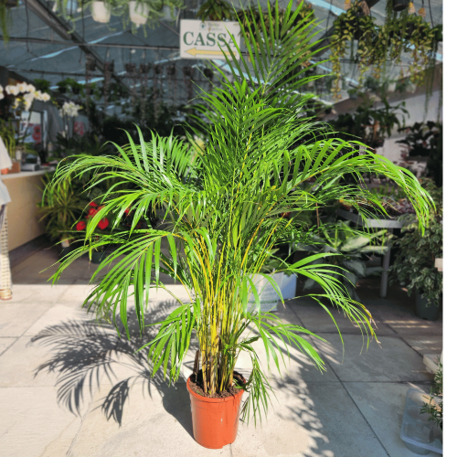 areca