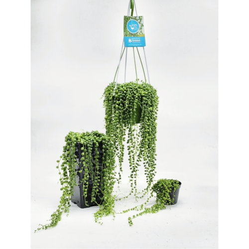 senecio Rowelianus