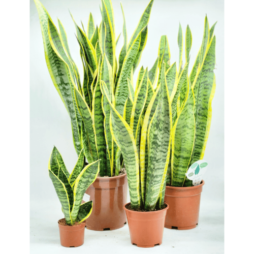 SANSEVERIA