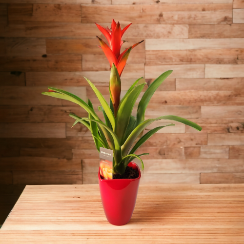 guzmania