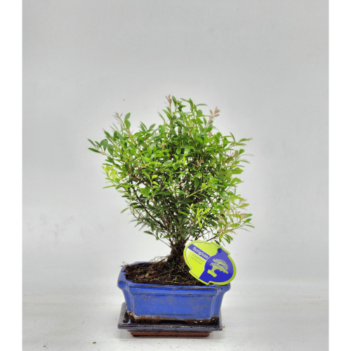 Vendita Bonsai Syzygium-Bonsai OnLine