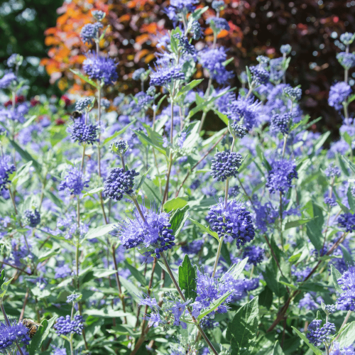 caryopteris blue