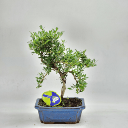 bonsai ilex roma