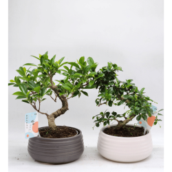 bonsai ficus