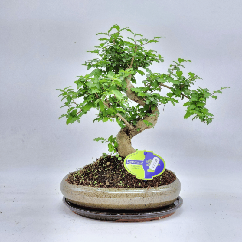 bonsai ligustro roma