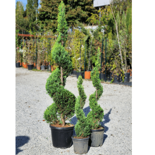 leylandii spirale pianta