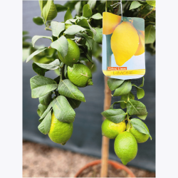 limone 4 stagioni