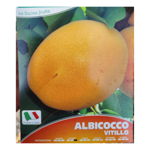pianta di albicocche