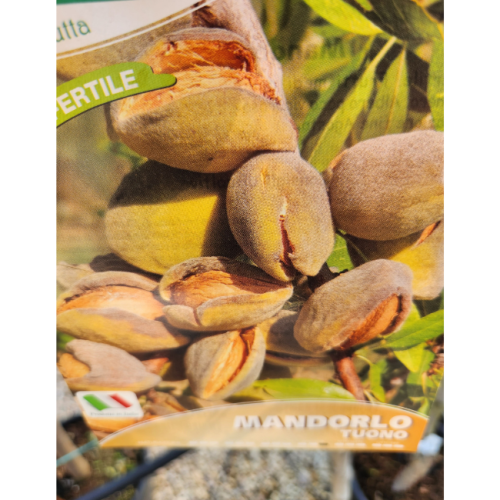 pianta di mandorlo