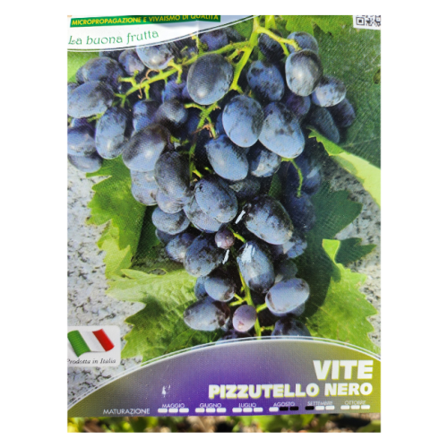 uva pizzutello