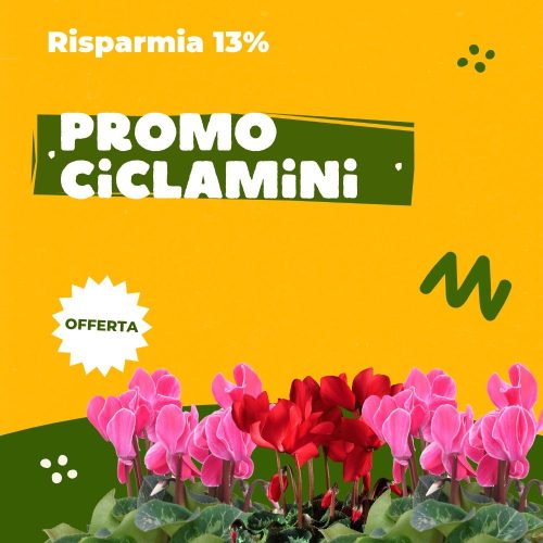 Bundle_ciclamini