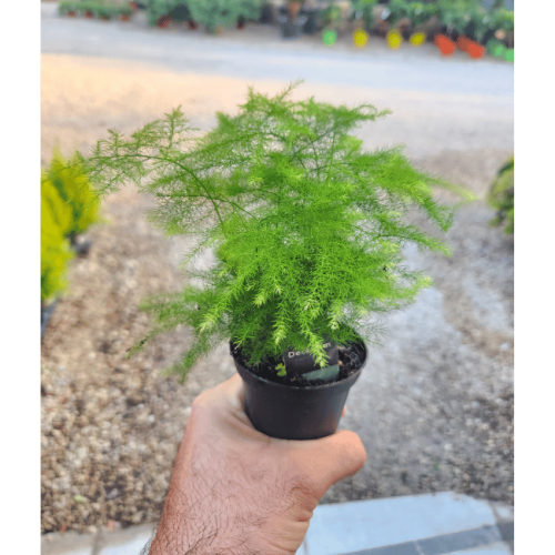 asparagus