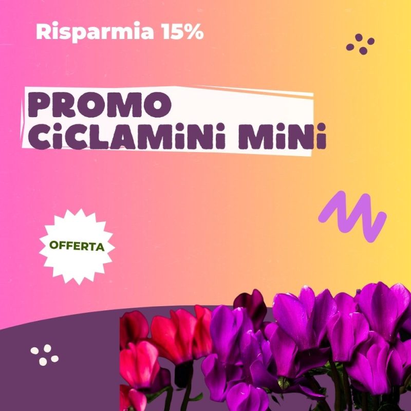 bundle_ciclamini_mini