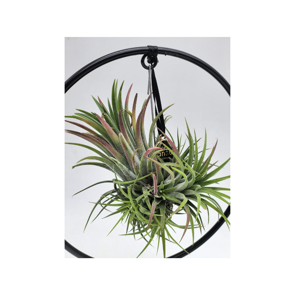 Mix Di 3 Tillandsie (Piante Aeree) - Piante Da Interno Vive, Alte 5-25 Cm, Facili Da Curare, Perfette Per Terrario E Casa, Senza Vaso