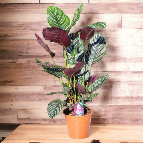 calathea
