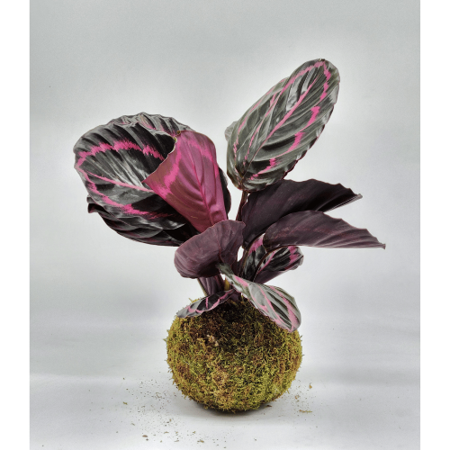 calathea kokedama