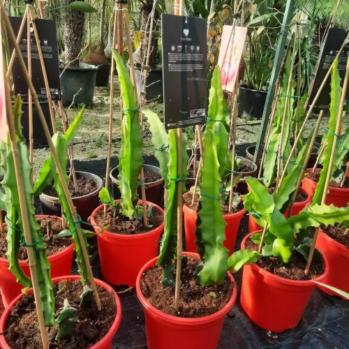 2-pitaya–in-vaso-pianta-tropicale-vaso-24—26