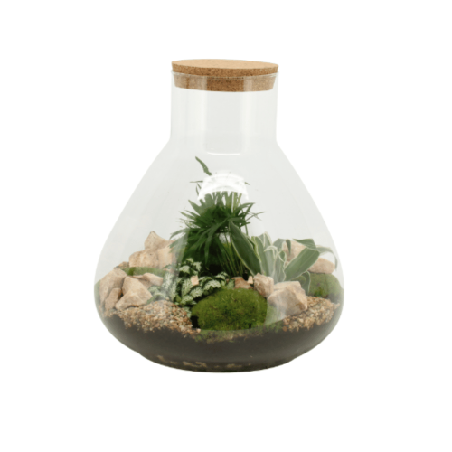 Piccolo terrarium in vetro