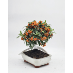 bonsai pyracantha