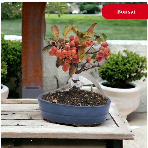 Bonsai vero al miglior prezzo