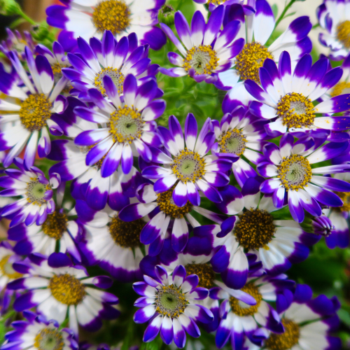 cineraria