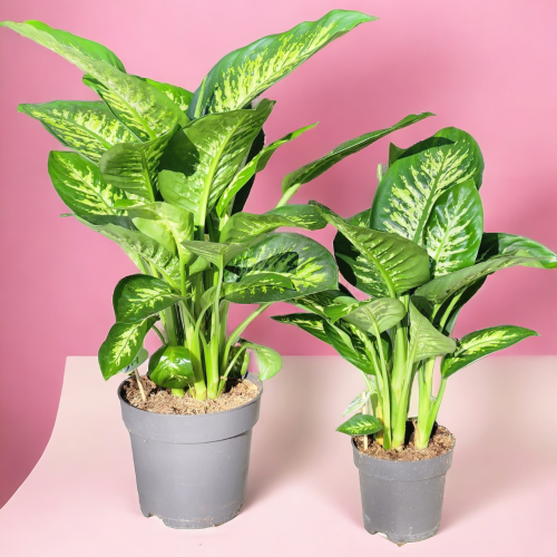 dieffenbachia