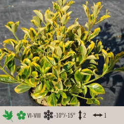 euonymus-aureus-1024×1024