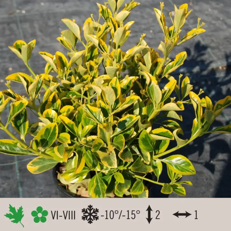 euonymus-aureus-1024×1024