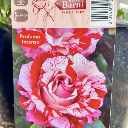 97067744-a90d-478f-a9c1-cad74e4889b3