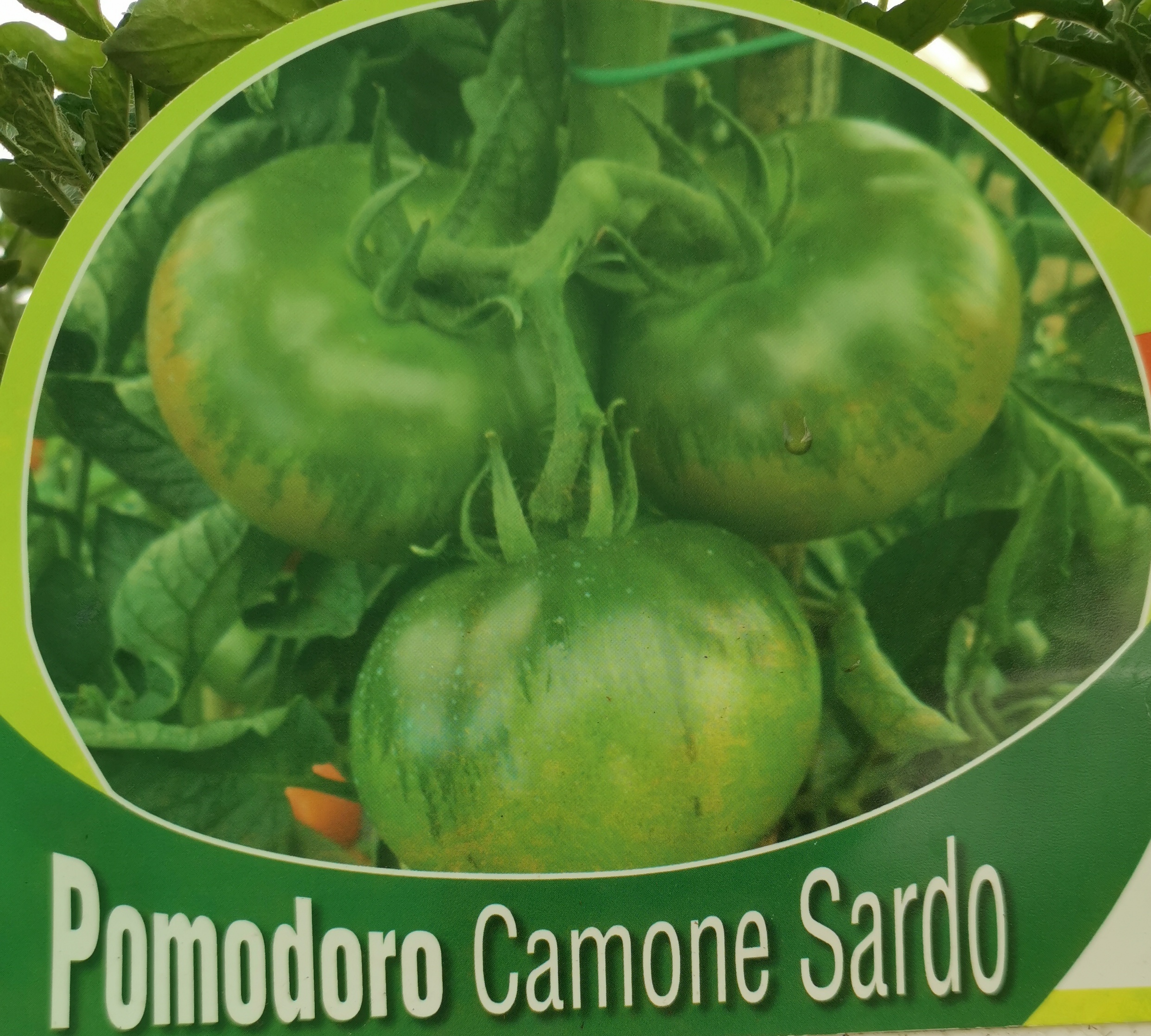 Pomodoro Camone Sardo - Vivaio Roma Garden