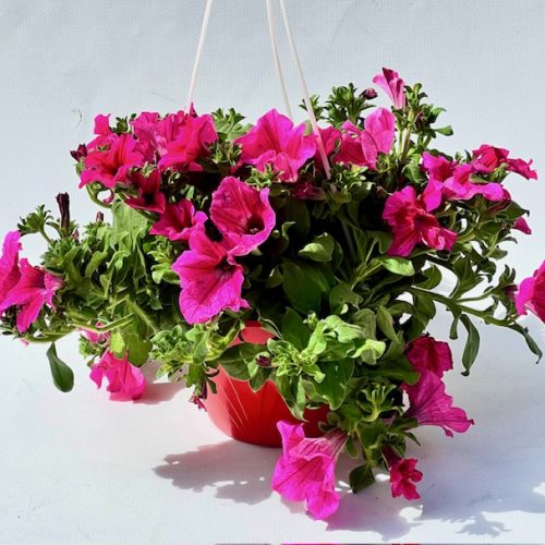 84d63784-2a98-42e6-af48-f4666e0384a1