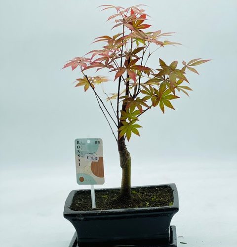 fc409846-6284-4a00-98d2-90adeeceae22