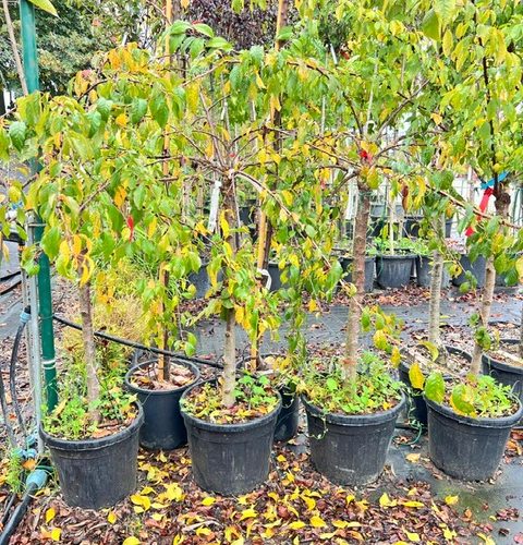 45f429ac-dbec-492a-93de-027a51e3a9c6 (1)